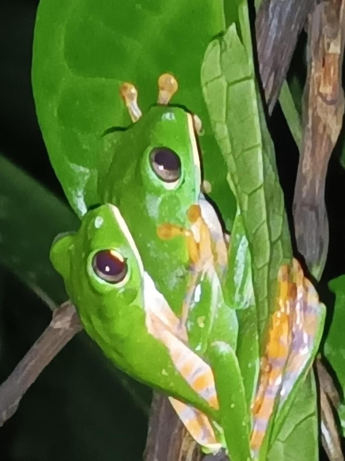 Misahualli Laguna Paikawe B&B Esterno foto