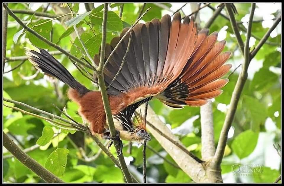 Misahualli Laguna Paikawe B&B Camera foto